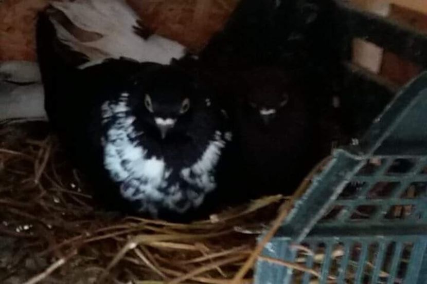 received_833667386823692 - 6-Negru Codalb Romanesc