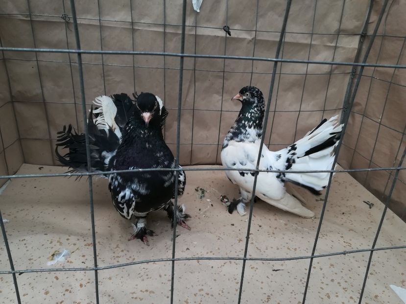  - porumbei care mi-au apartinut