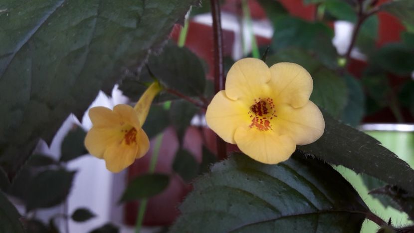 Yellow Beauty - 09 Achimenes 2018