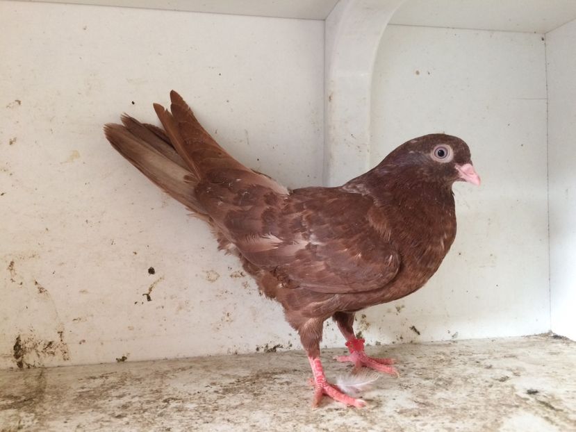 38 - 1-Lot zbor 2018