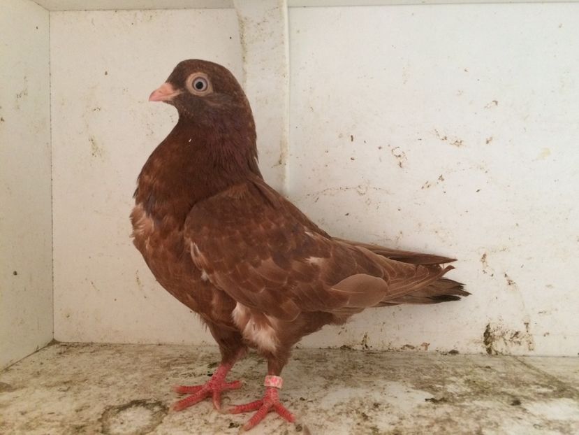 39 - 1-Lot zbor 2018