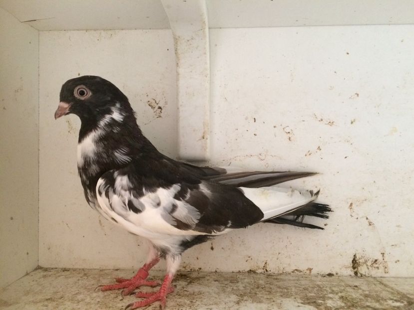 33 - 1-Lot zbor 2018