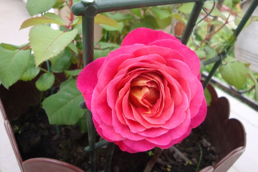  - Centenar de l Hai les roses