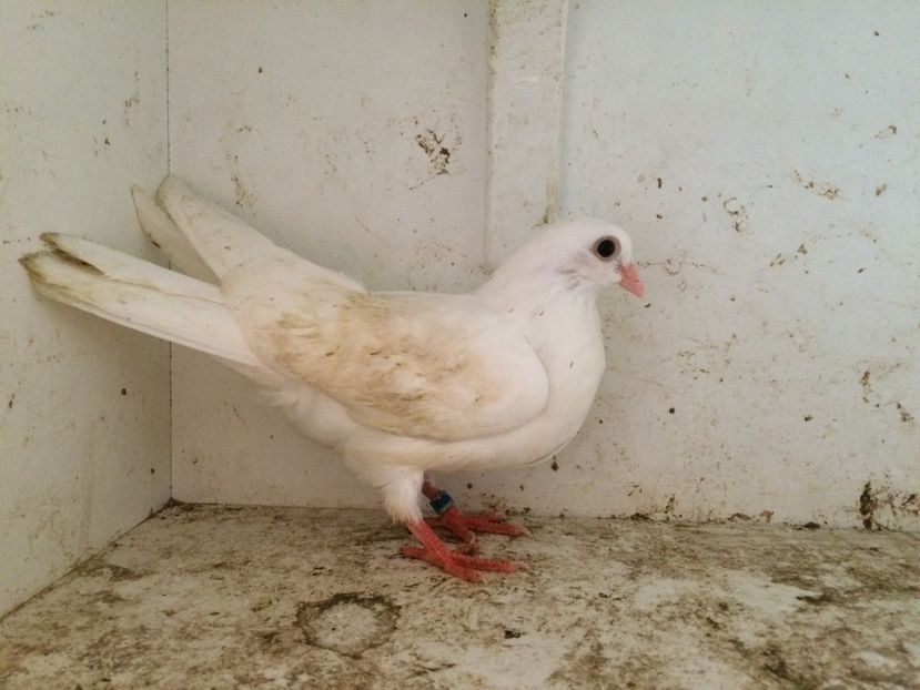 51 - 1-Lot zbor 2018