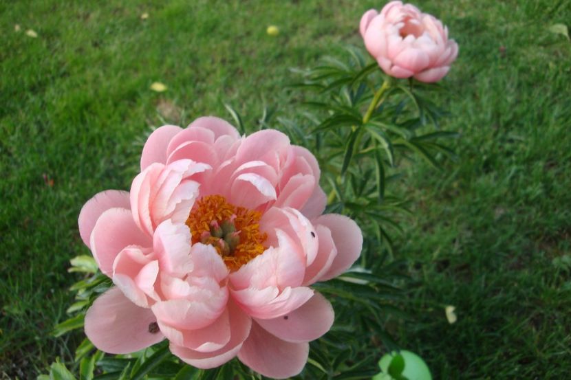  - Bujor Coral Sunset