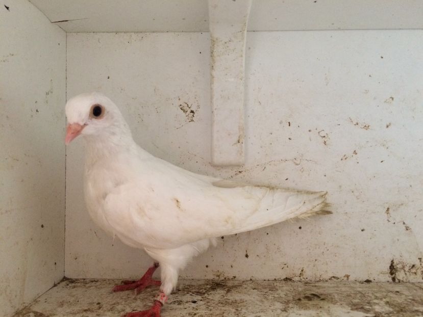 34 - 1-Lot zbor 2018