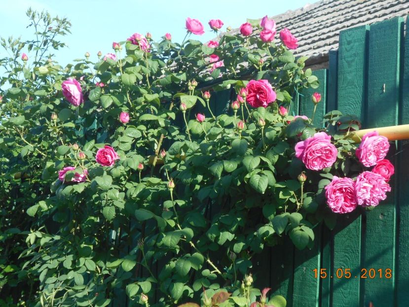 De dulceata - 3Trandafiri 2018