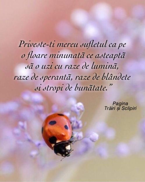  - Poze 4