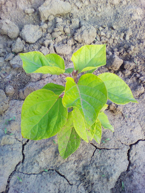  - curtea cu toate cele 2018