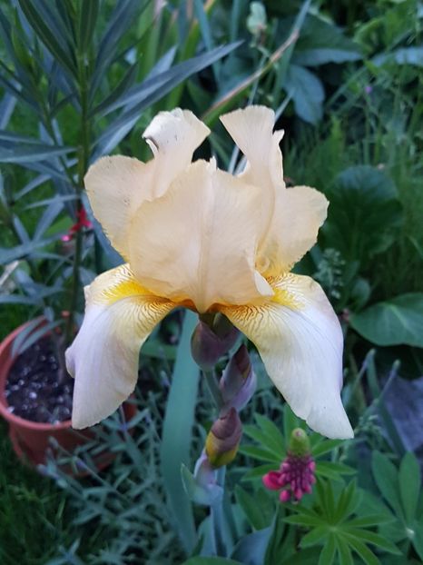 ? - Mai 2018