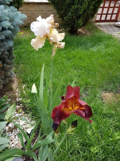 Vita Fire si Champagne Elegance - Mai 2018