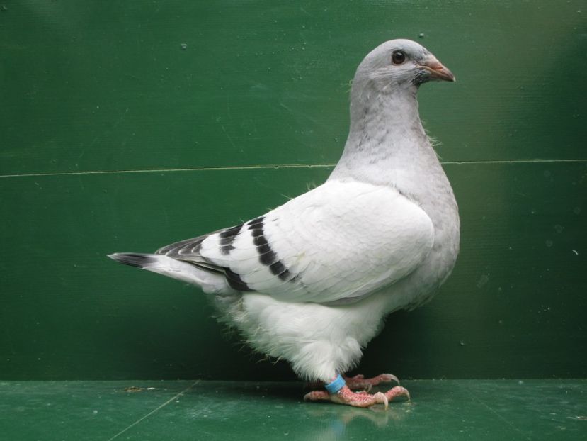 03513-18 - Tineret 2018