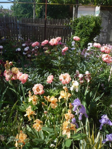 15.05.2018 - GRADINA 2018