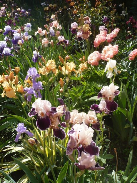 P1370093 - GRADINA 2018