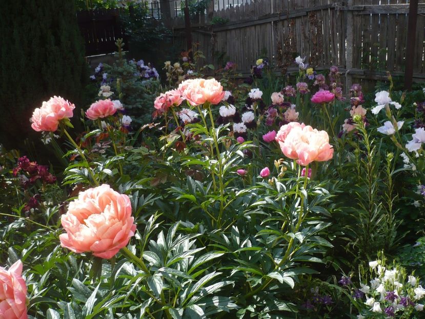 P1370094 - GRADINA 2018