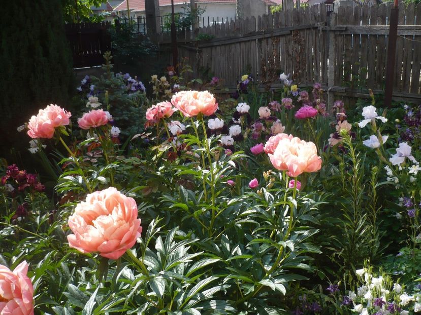 P1370095 - GRADINA 2018