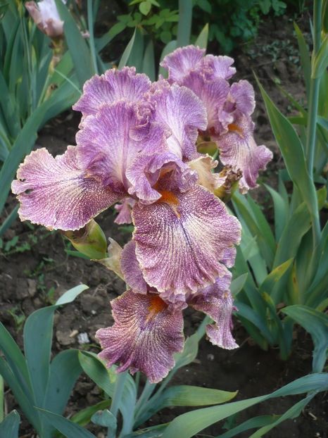 P1370097 - GRADINA 2018