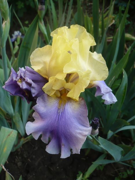 P1370098 - GRADINA 2018