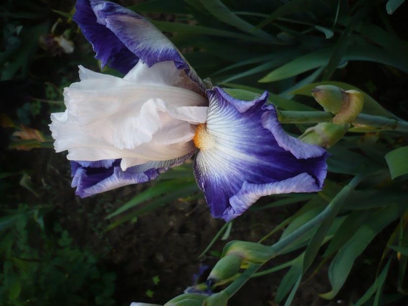 P1370100 - GRADINA 2018