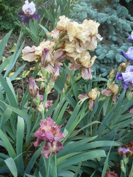 P1370103 - GRADINA 2018