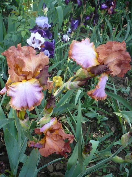 P1370104 - GRADINA 2018