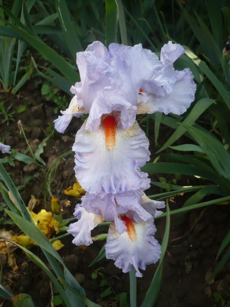 P1370106 - GRADINA 2018