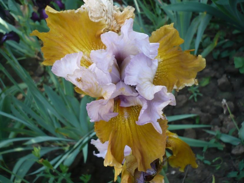 P1370107 - GRADINA 2018