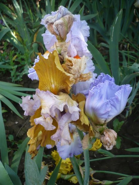 P1370108 - GRADINA 2018