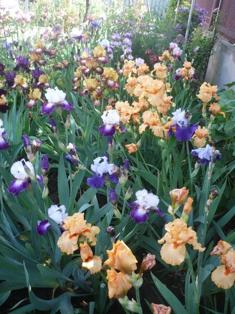 P1370111 - GRADINA 2018