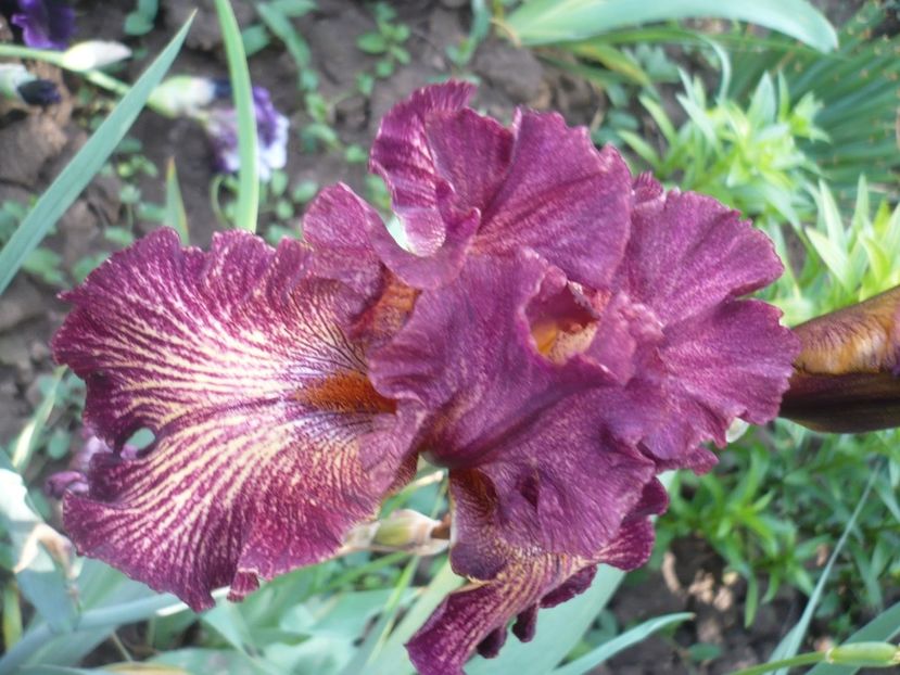 P1370114 - GRADINA 2018