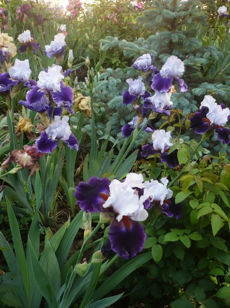 P1370116 - GRADINA 2018