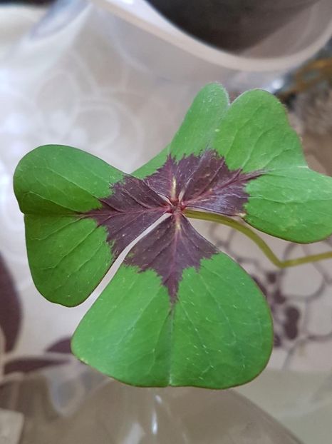 thumbnail (21) - OXALIS 2018