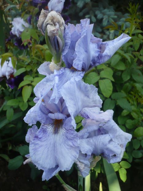 P1370117 - GRADINA 2018