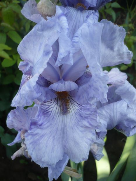 P1370118 - GRADINA 2018