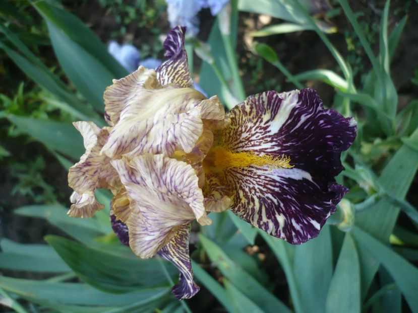 P1370119 - GRADINA 2018