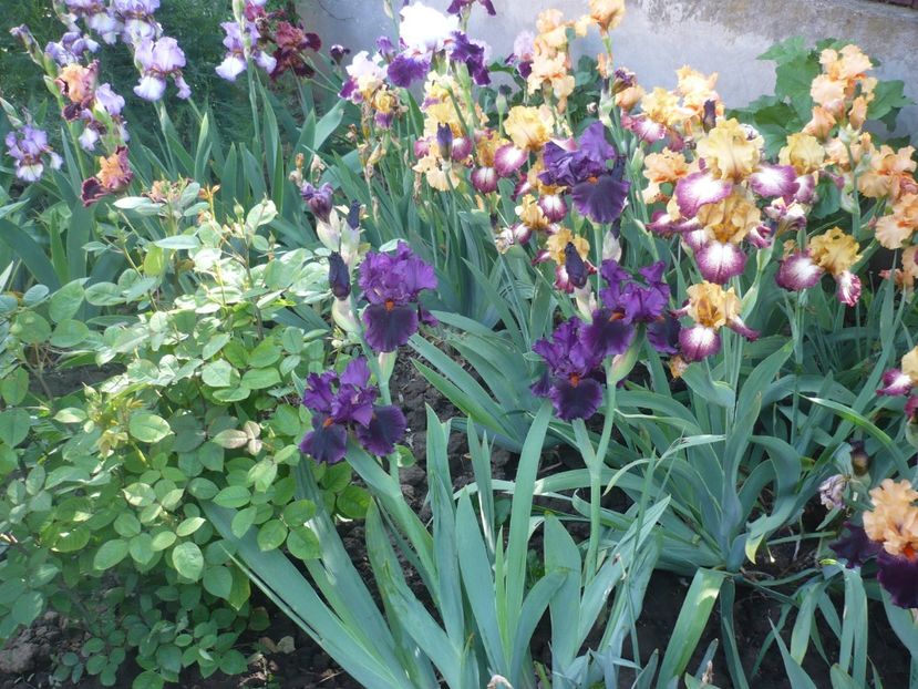 P1370121 - GRADINA 2018