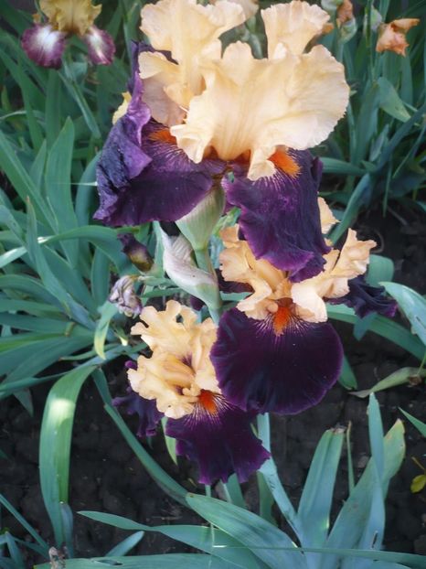 P1370122 - GRADINA 2018