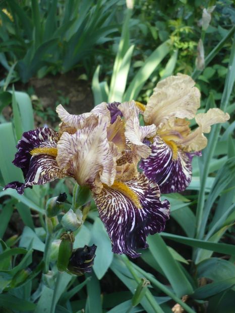 P1370124 - GRADINA 2018