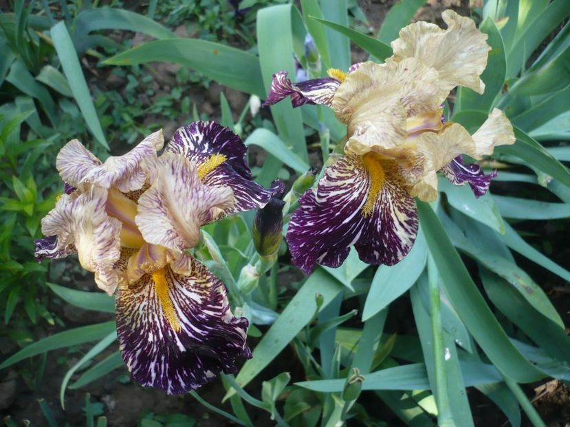 P1370125 - GRADINA 2018