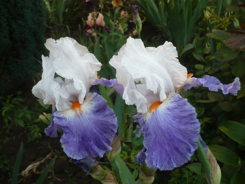 P1370128 - GRADINA 2018