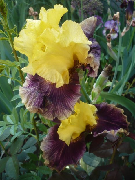 P1370129 - GRADINA 2018