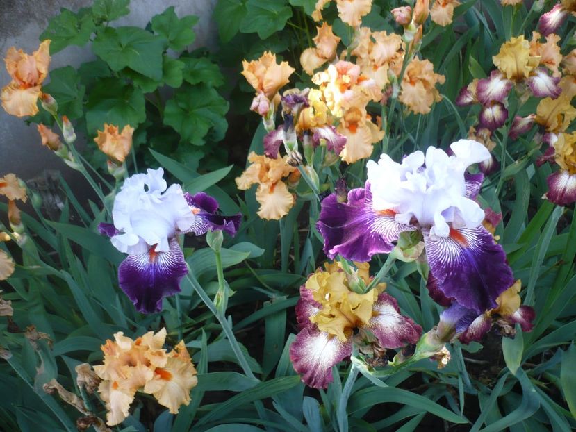 P1370131 - GRADINA 2018