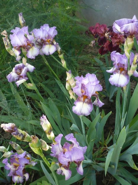 P1370132 - GRADINA 2018