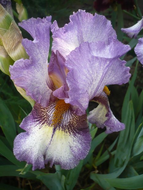 P1370133 - GRADINA 2018