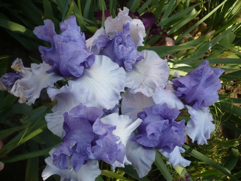 P1370136 - GRADINA 2018