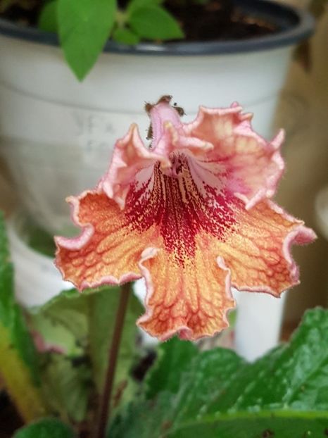thumbnail (34) - STREPTOCARPUSII MEI 2018