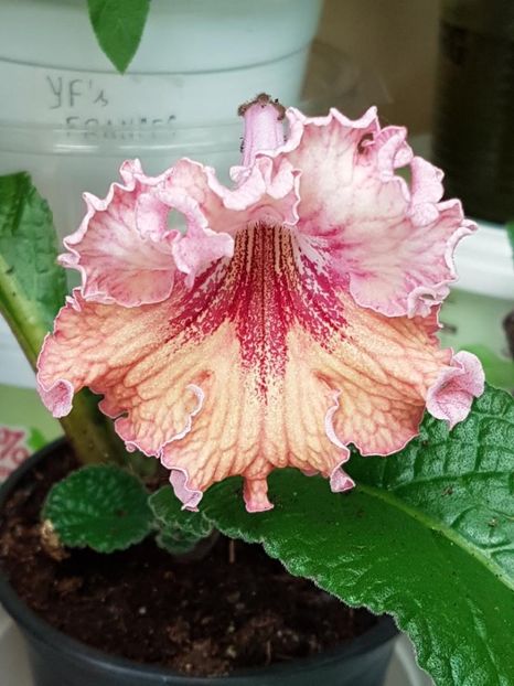 thumbnail (67) - STREPTOCARPUSII MEI 2018