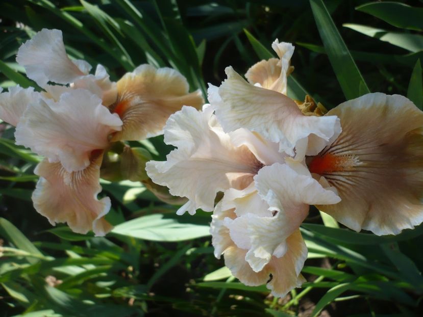 P1370141 - GRADINA 2018