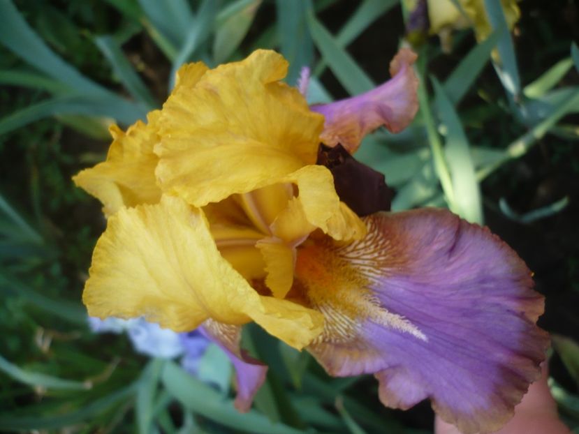 P1370144 - GRADINA 2018