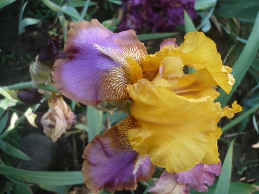 P1370145 - GRADINA 2018